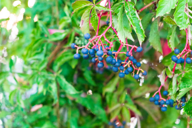 istock Wild Blue Berries Hanging From A Vine 687817118