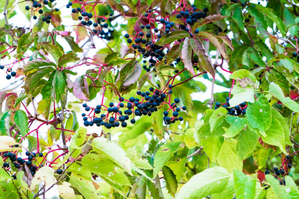 istock Wild Blue Berries Hanging From A Vine 687817140