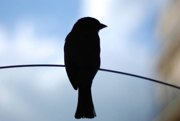France, Paris, April 2009, silhouette of a sparrow sitting on a glass wall in one of the street cafes
