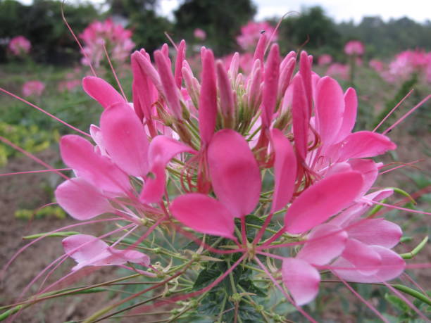 istock Flowers in Thailand 687820206