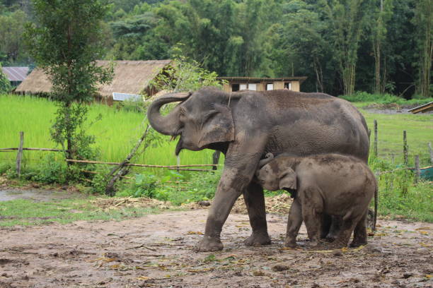 istock Elephant mum and baby 687820254