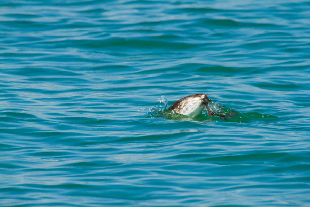 istock Female Horned Grebe In Lake Erie 687825238