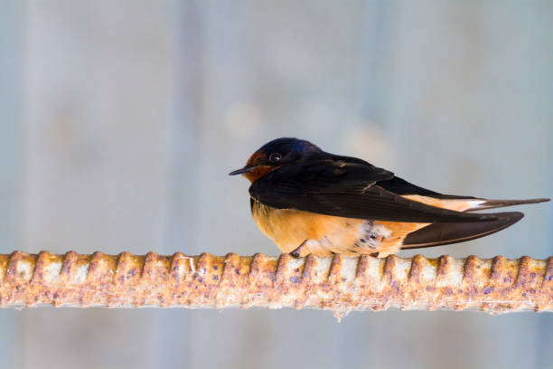 istock Cliff Swallow Sits On A Steel Bar. 687825348