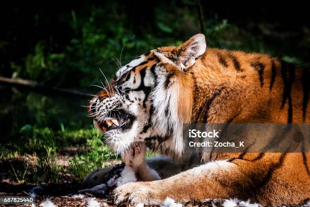 Tiger Eating Small Prey Stock Photo - Download Image Now - Eating, Bengal Tiger, Tiger