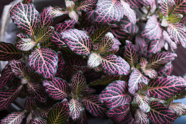 purple Fittonia verschaffeltii on pot studio shot