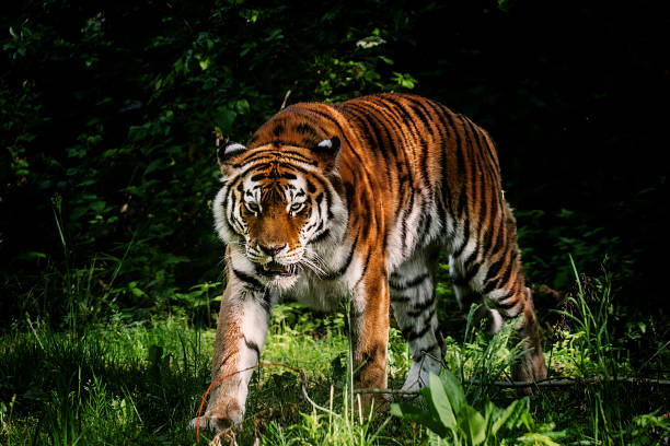 Tiger portrait Portrait of tiger in the forest. The tiger just emerging from the shadow to a small glade. Late afternoon sun highlights the orange color of its fur. Its cold, steady gaze inspires the fear and the respect. Characteristic patterns and textures of fur are clearly visible. siberian tiger stock pictures, royalty-free photos & images