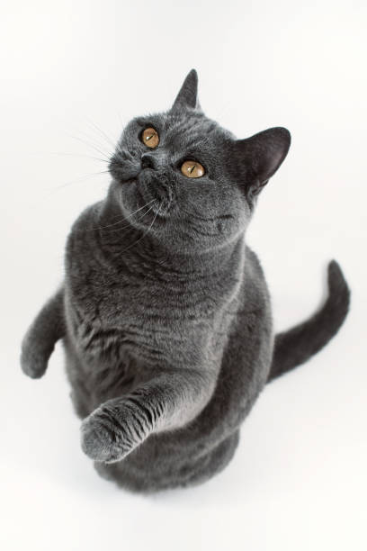 istock Gray British Shorthair cat playing 687831550