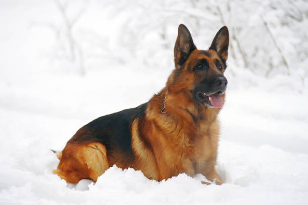 istock German Shepherd dog lying down on snow in winter forest 687840900