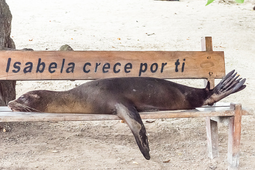 A Sea Lion sleeps on a park bench on Isla Isabela in the Galapagos, Ecuador.
