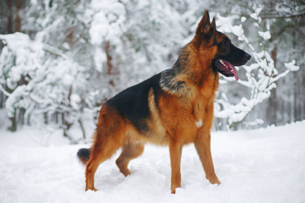 istock German Shepherd dog staying outdoors on snow in winter forest 687841018