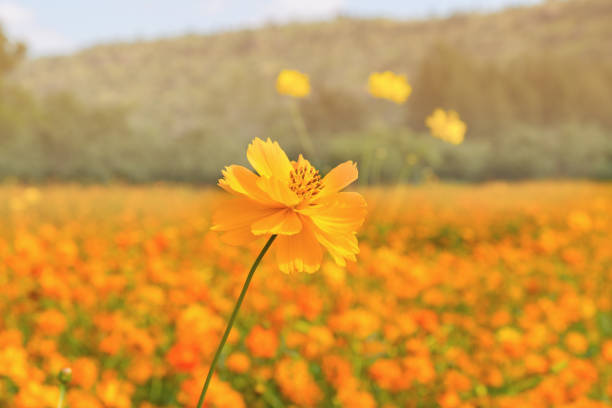 istock single yellow cosmos flower with yellow cosmos field blur background. 687843678