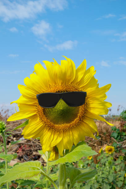 istock Sunflower wearing sunglass on a sunny day 687843690