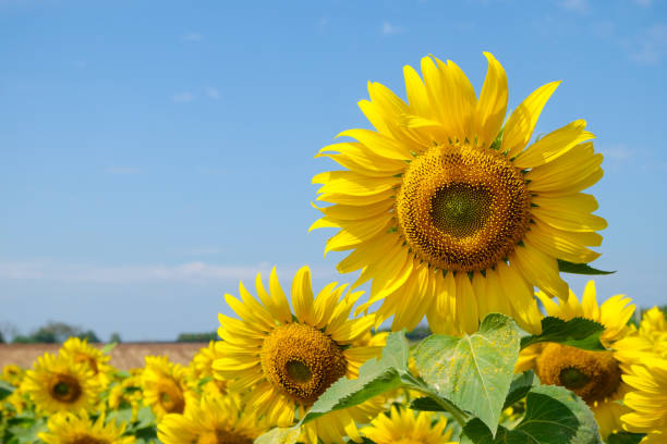 istock Closed up sun flower with blue sky background 687843738