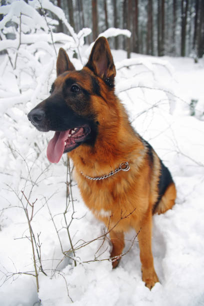 istock Obedient German Shepherd dog sitting on snow in winter forest 687845934