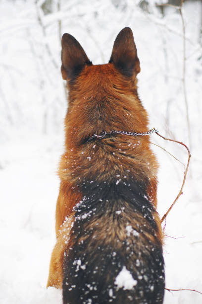 istock Adult German Shepherd dog sitting outdoors in winter 687845964