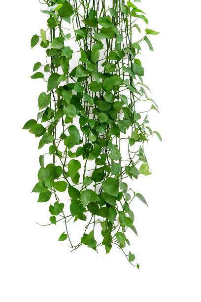 istock green ivy arum on white wall 687845968