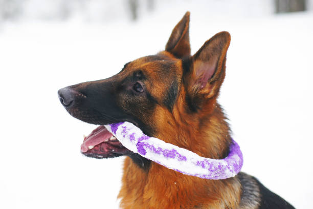 istock Portrait of funny German Shepherd dog holding puller ring toy 687845976