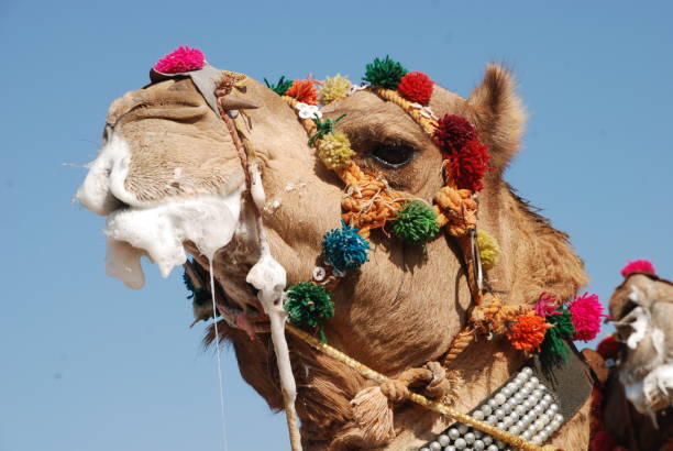 istock foaming at the mouth of camel 687846054