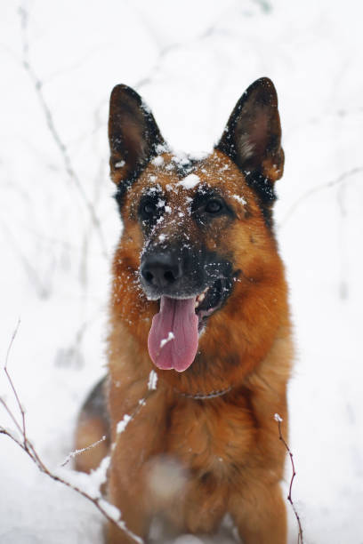 istock Portrait of a German Shepherd dog posing outdoors in winter 687849582