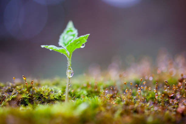 зеленый росток растет - wilderness area close up leaf plant стоковые фото и изображения