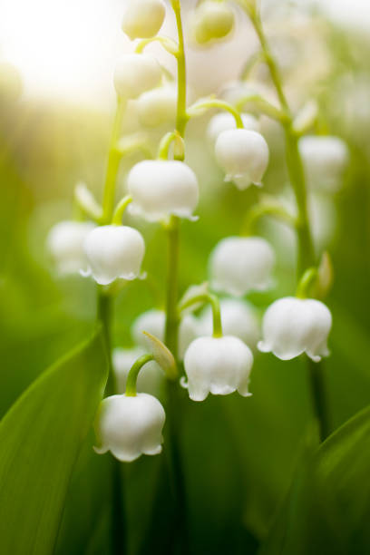 lily of the valley - hawthorn flower single flower spring imagens e fotografias de stock