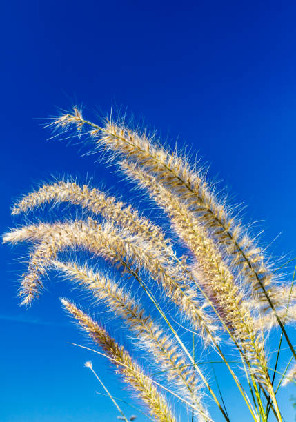 istock Grass flowers tropical of beautiful 687857552