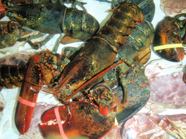 istock Lobster. Rock Port, Massachusetts 687860428