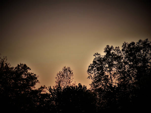 istock Dramatic Treeline Silhouette creates a Powerful Background Scenic for your Advertising or Copy 687861016