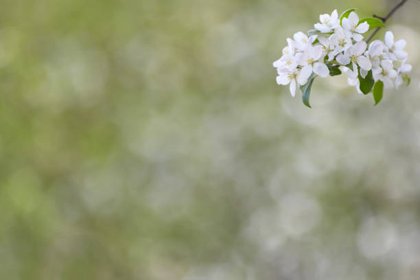 istock Branch of spring apple tree with white flowers, blooming background 687863568