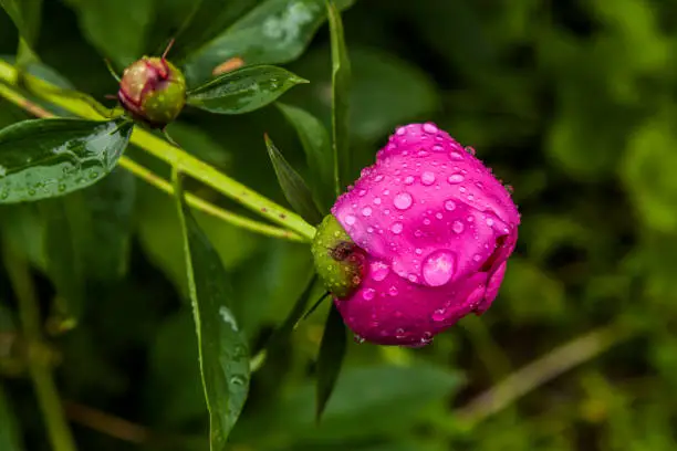 Flowers of pink peonies in the dew after the rain.