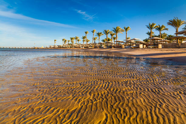 istock Beautiful sandy beach with palm trees at sunset. Egypt 687867886