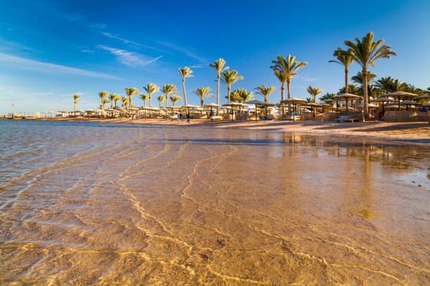 istock Beautiful sandy beach with palm trees at sunset. Egypt 687867920