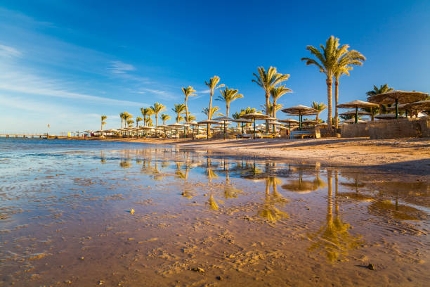 istock Beautiful sandy beach with palm trees at sunset. Egypt 687868034