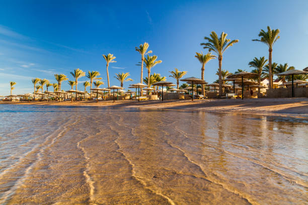 красивый песчаный пляж с пальмами на закате. египет - hurghada стоковые фото и изображения