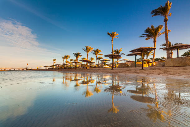 istock Beautiful sandy beach with palm trees at sunset. Egypt 687868144