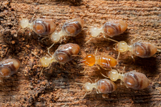 istock Termites insects in colony over wood 687868194