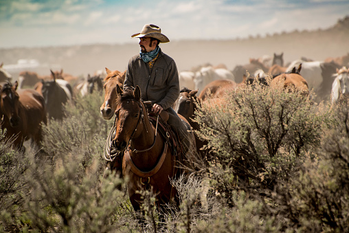 Cowboy leading horse herd through dust and sagebrush during horse drive roundup