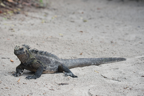A Marine Iguana, its head covered with salt it has expelled, stands on the beach on Isabela Island in the Galapagos.