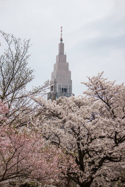 istock Cherry trees ,Tokyo,Japan in spring. 687875744