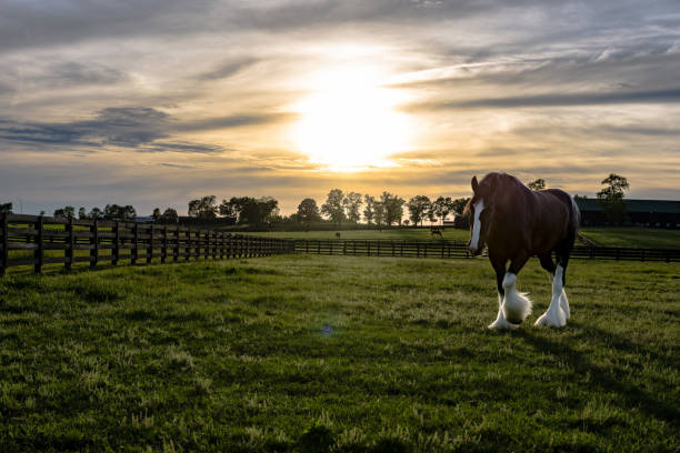 caballo de tiro caminando con la llamarada del sol - draft horse fotografías e imágenes de stock