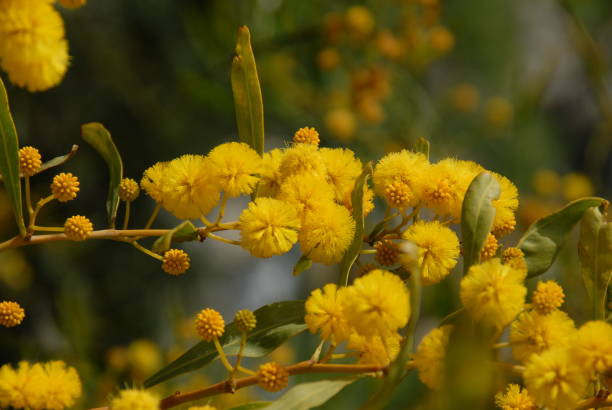 istock Yellow mimosa in Spain 687884116