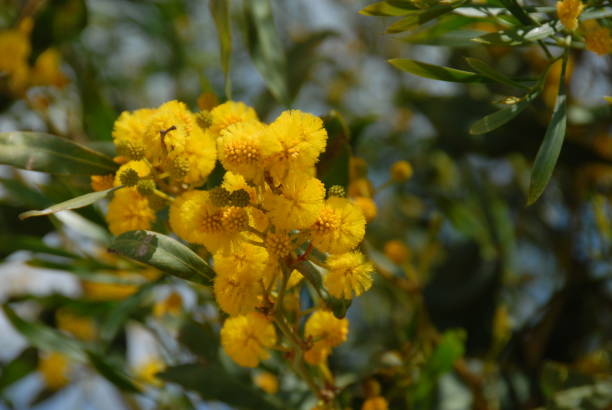 istock Yellow mimosa in Spain 687884744