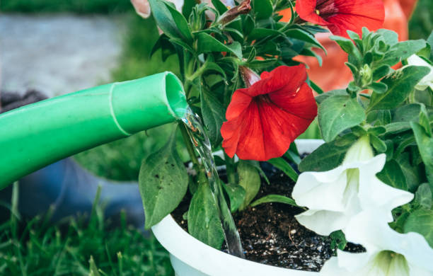 Watering flowers in the garden