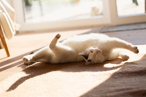 relaxed white cat with black spots stretching on floor in the gentle morning sunrelaxed white cat with black spots stretching on floor in the gentle morning sun