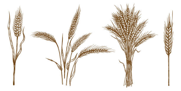 ears of wheat. set of vector sketches ears of wheat. set of vector sketches on white background plant stem stock illustrations