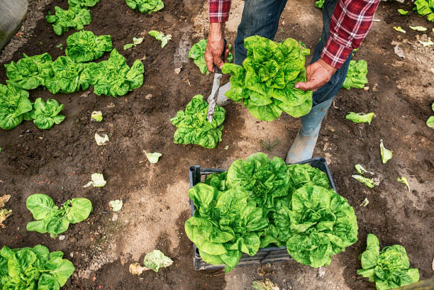 работник фермы собирает салат - farmer salad стоковые фото и изображения