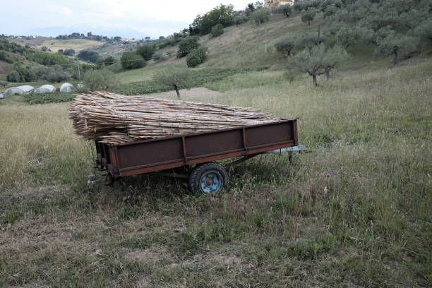 Agricultural trailer with canes