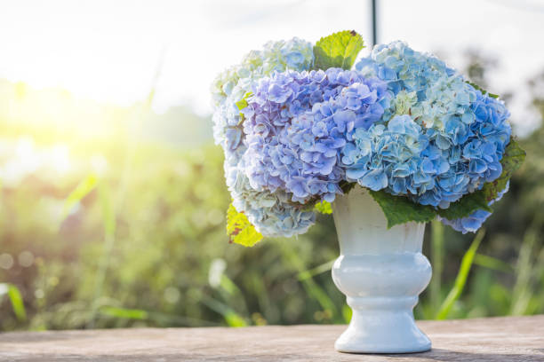 hydrangea flowers in white vase top on wooden table sunlight