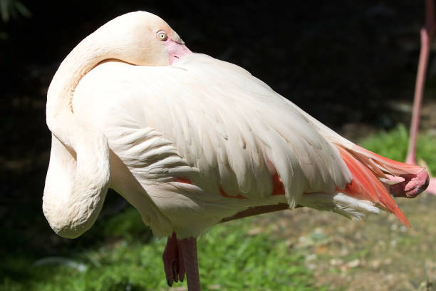 istock The greater flamingo (Phoenicopterus roseus) 687897810