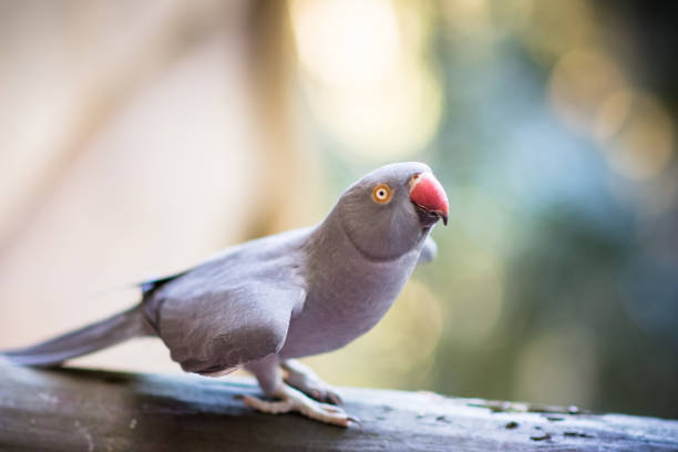 istock Male gray Rose-Ringed Parakeet (Psittacula krameri) perched on beam 687897844
